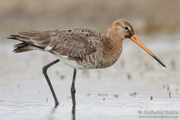 Black-tailed Godwit