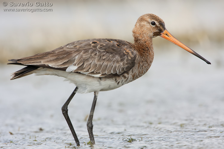 Black-tailed Godwit