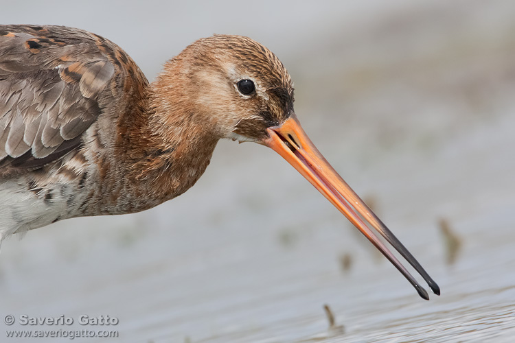 Black-tailed Godwit