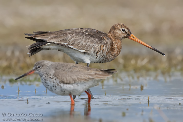 Black-tailed Godwit