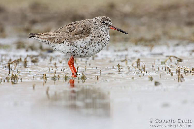 Common Redshank