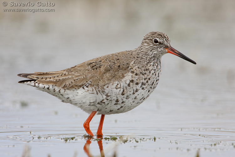 Common Redshank