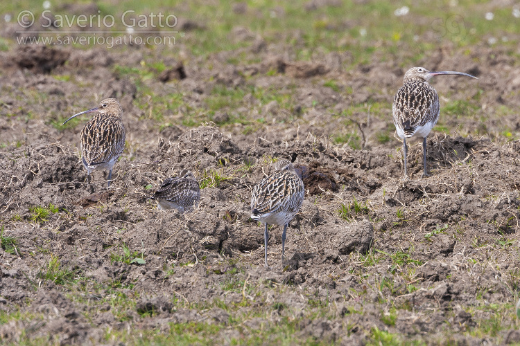 Whimbrel and Curlews