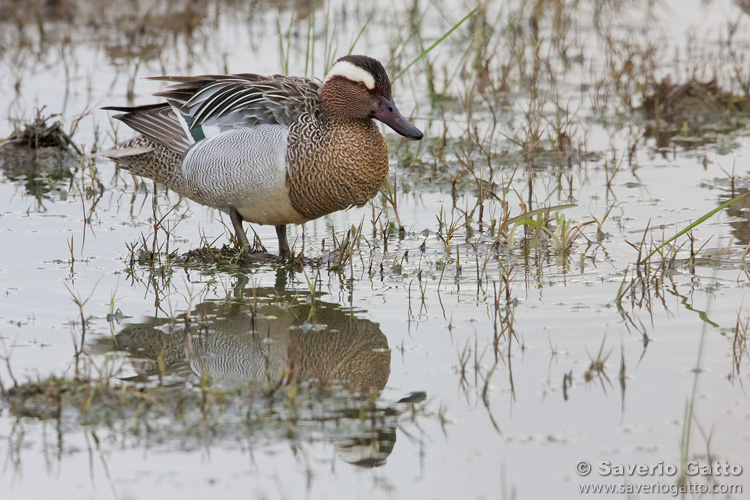 Garganey