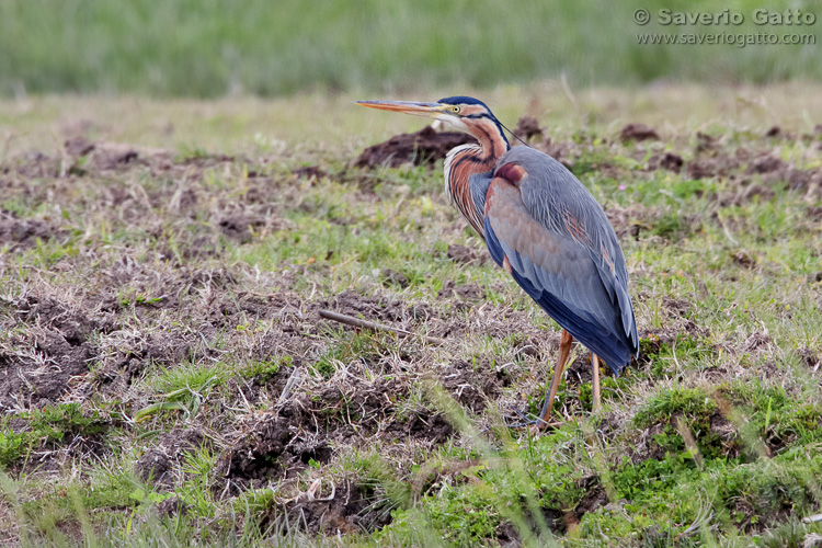 Purple Heron