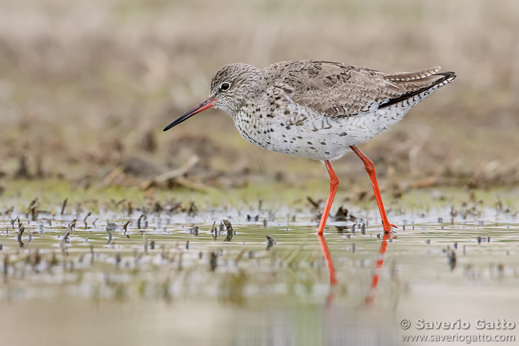 Common Redshank