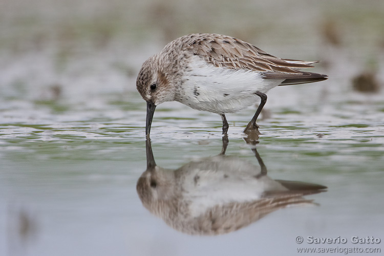 Dunlin