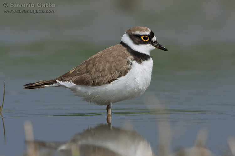 Little Ringed Plover