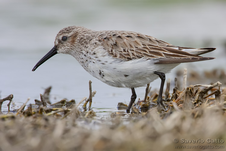 Dunlin