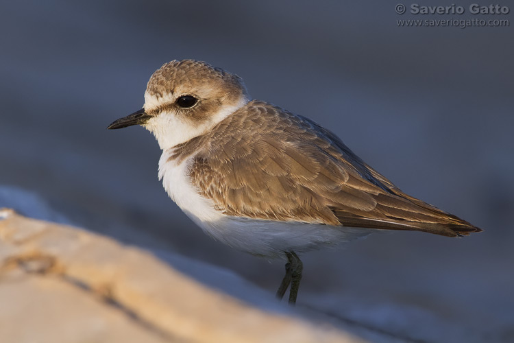 Kentish Plover