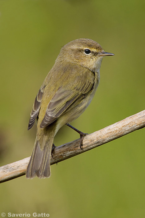 Common Chiffchaff