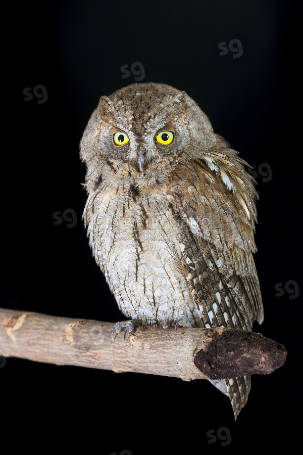 Scops Owl