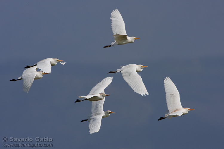 Cattle Egret