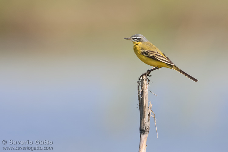 Yellow Wagtail