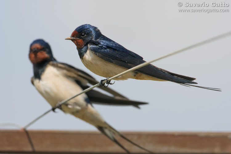 Barn Swallows