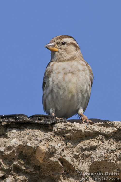 Rock Sparrow
