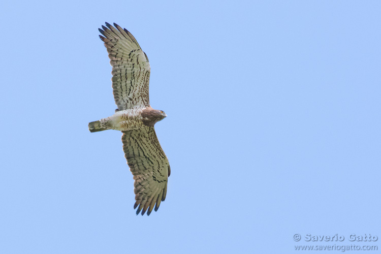 Short-toed Eagle