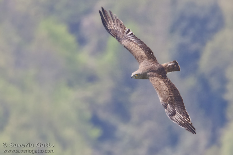 Short-toed Eagle