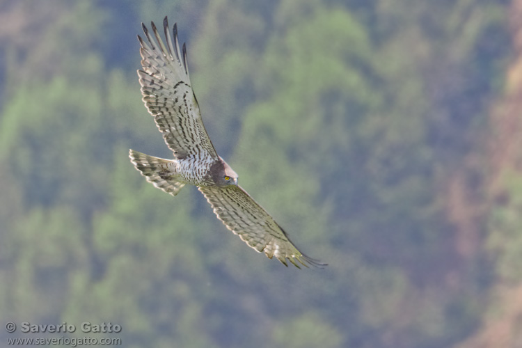 Short-toed Eagle