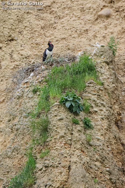 Black Stork