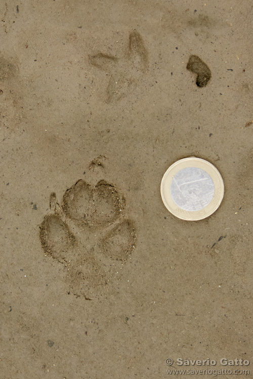 Red Fox footprint