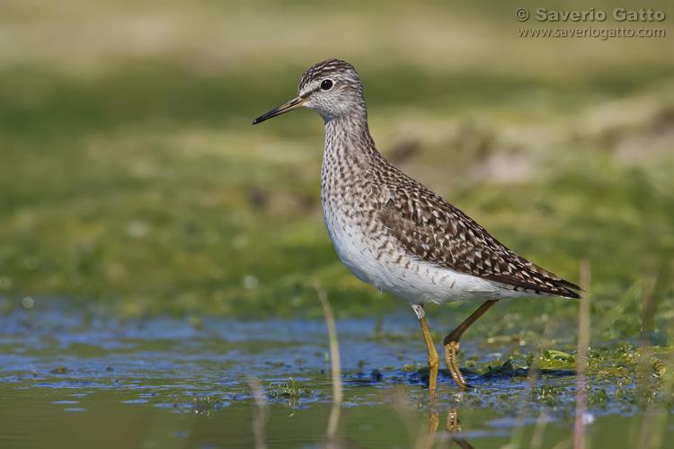 Wood Sandpiper