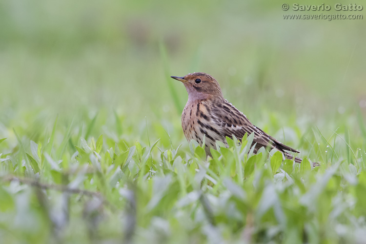 Red-throated Pipit