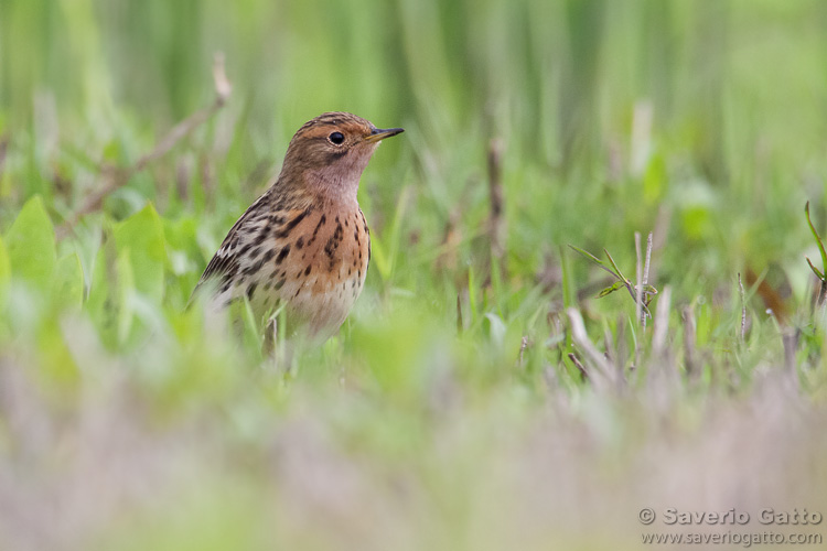 Red-throated Pipit