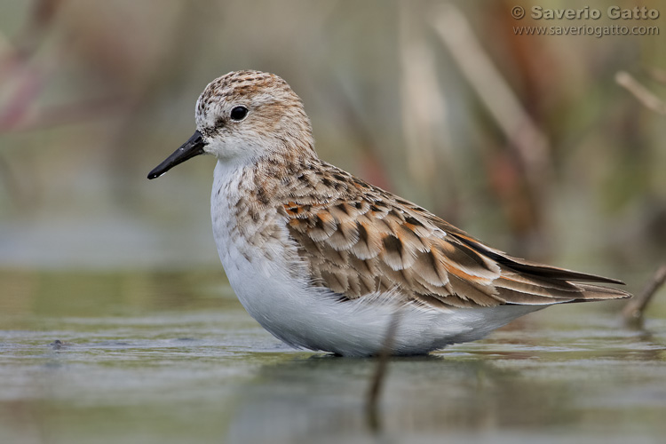 Little Stint