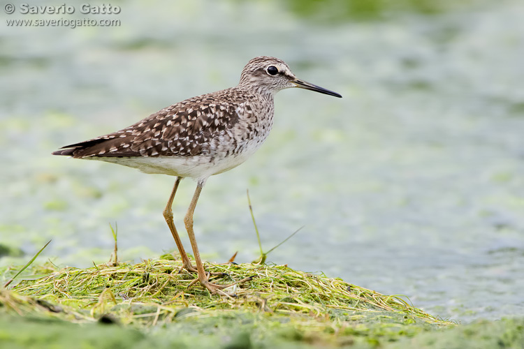 Wood Sandpiper