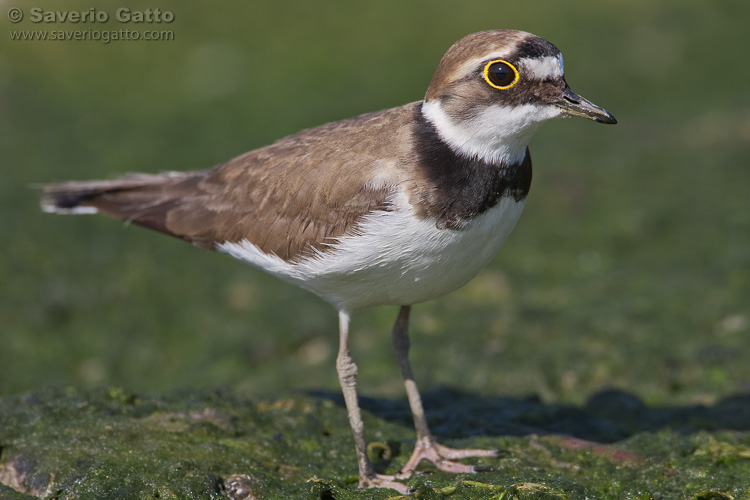 Little Ringed Plover