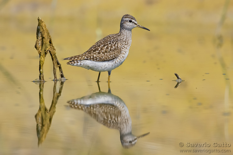 Wood Sandpiper