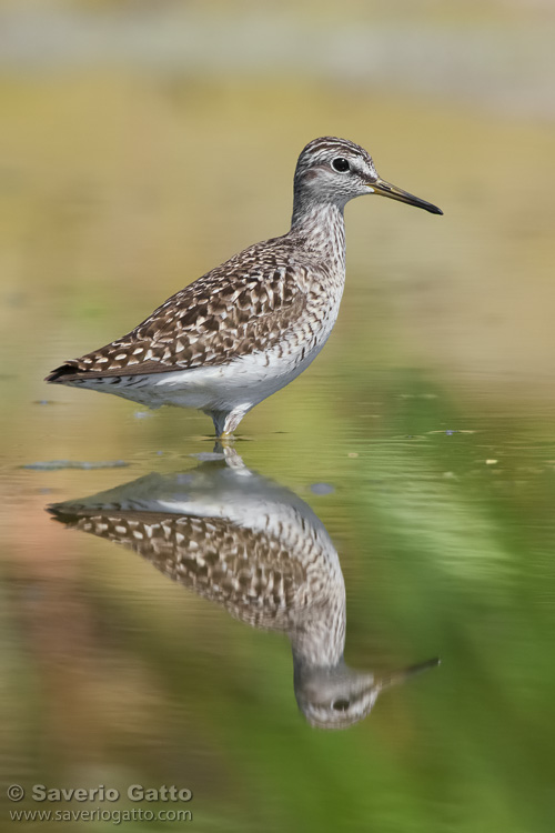 Wood Sandpiper