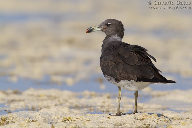 Sooty Gull