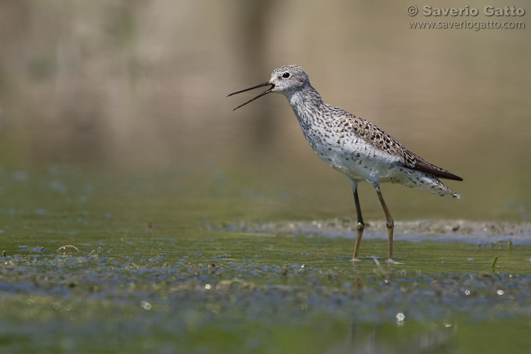 Marsh Sandpiper