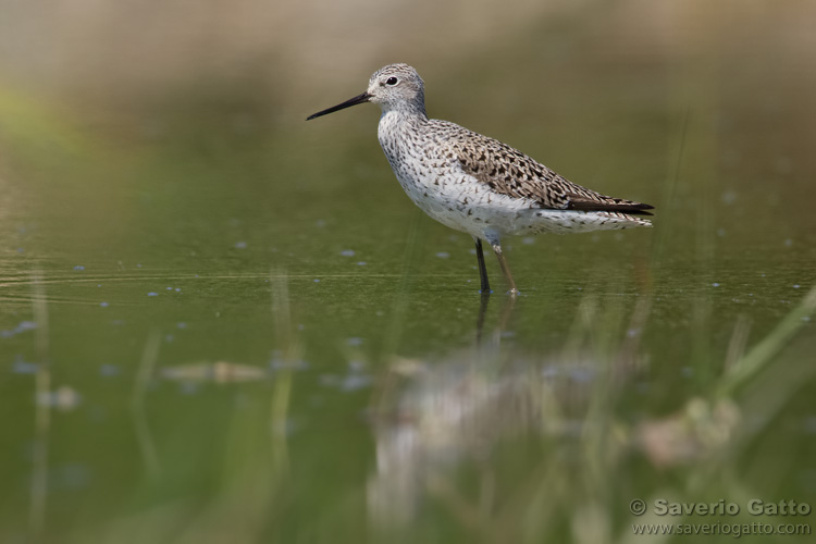 Marsh Sandpiper