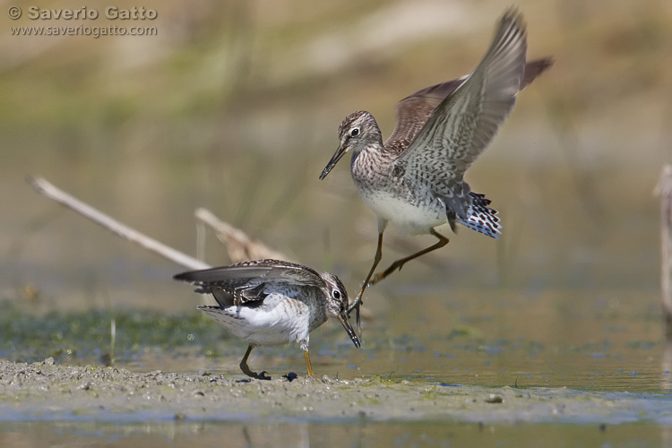 Wood Sandpiper