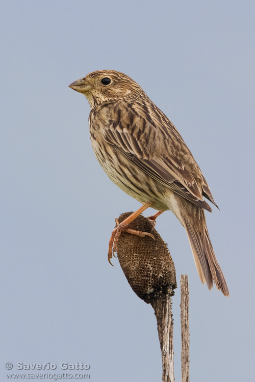 Corn Bunting