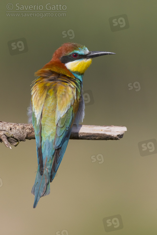 European Bee-eater