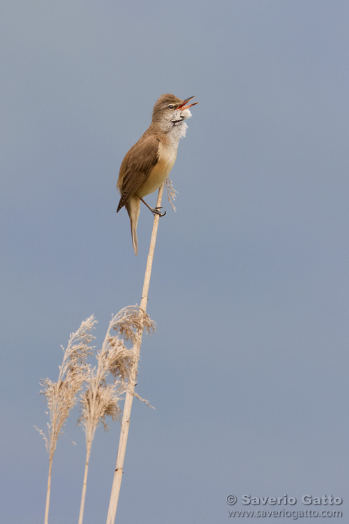 Great Reed Warbler