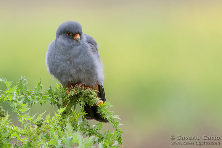 Red-footed falcon