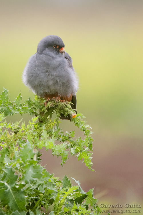 Red-footed falcon