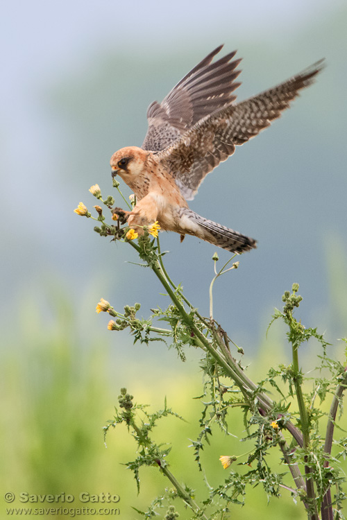 Red-footed falcon