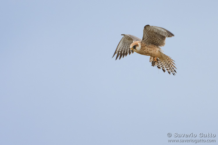 Red-footed falcon