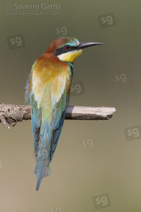 European Bee-eater