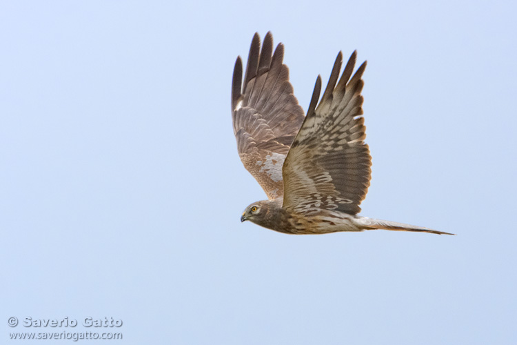 Montagu's Harrier