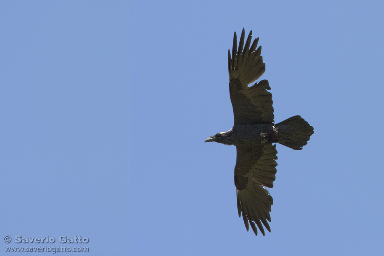 Northern Raven