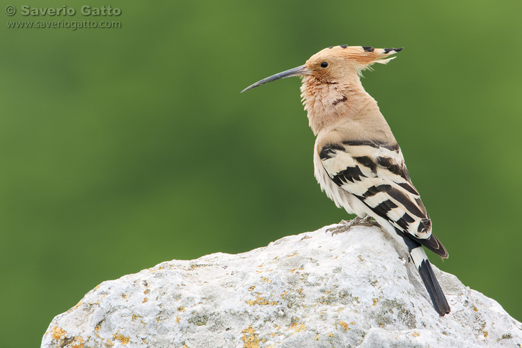 Eurasian Hoopoe