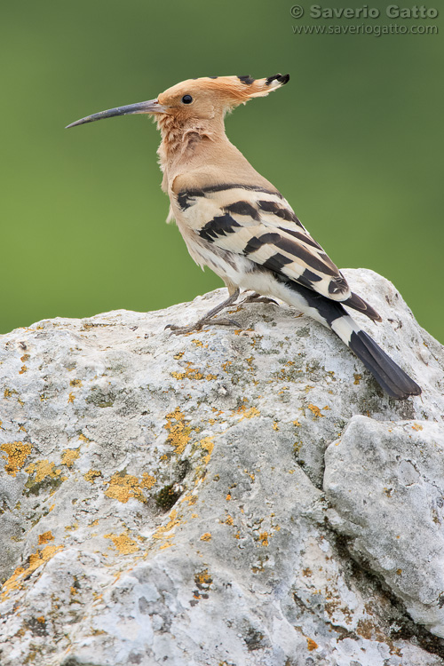 Eurasian Hoopoe