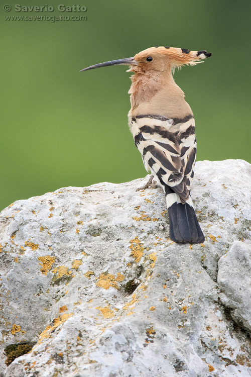 Eurasian Hoopoe